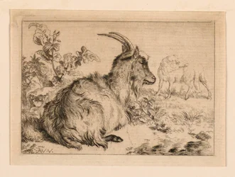 Une chèvre