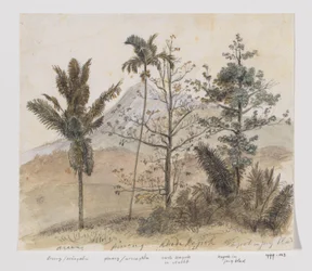 Arbres dans un paysage montagneux de Java