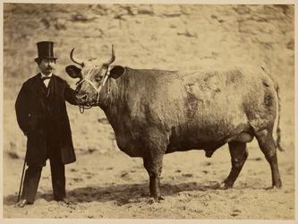 Bœuf Durham Charolais
