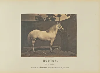 Mouton