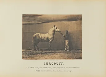 Surcouff