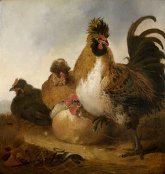 Un coq et des poules