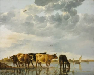 Vaches dans une rivière