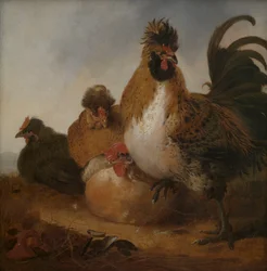 Coq et poules