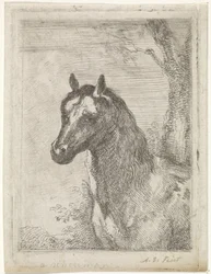 Tête de cheval
