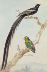 Une veuve à longue queue et un coryllis à couronne bleue, 1783