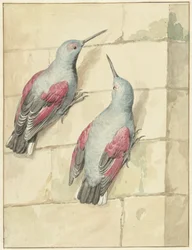 Deux grimpereaux, bleu et violet, sur un mur