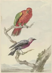 Deux oiseaux, dont un perroquet rouge et vert