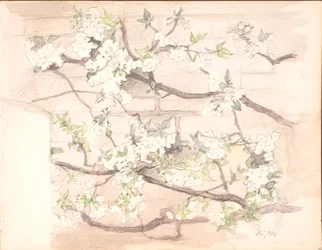 Fleurs de pommier