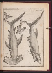 "Poisson vache", "Poisson béquille", "Dents du poisson béquille", de "Vaine spéculation désillusionnée par les sens. Lettre réactive sur les corps marins pétrifiés que l