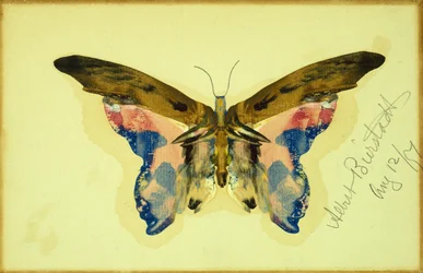 Papillon (gouache sur papier)