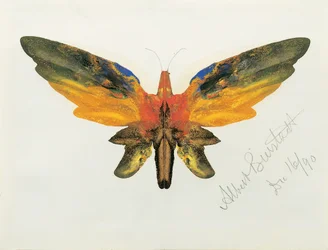 Papillon, 1890