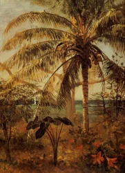 Palmier, Nassau, 1892