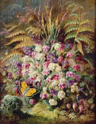 Bruyère cloche, 1877