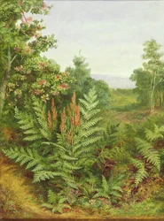 Chèvrefeuille et fougères