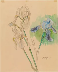 Iris