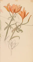 Lys orange