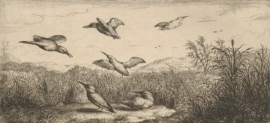 Alcedo, Martin-pêcheur Le Martin-pêcheur: Livre d