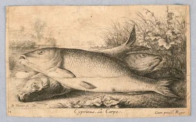 Carpe