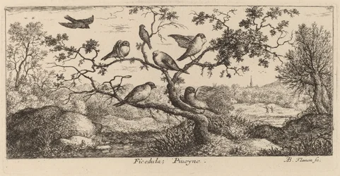 Ficedula, le bouvreuil