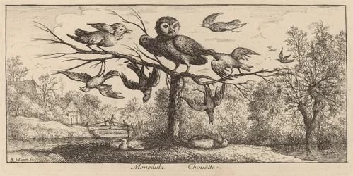 Monedula, la chouette