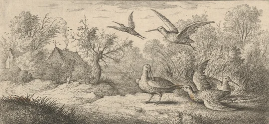 Rusticula, bécasse : Livre d