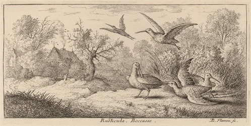 Rusticula, la bécasse