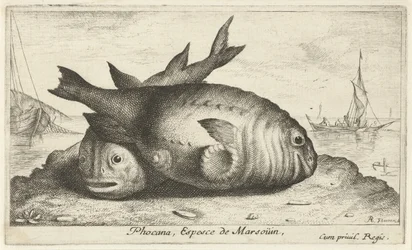 Deux marsouins sur la plage