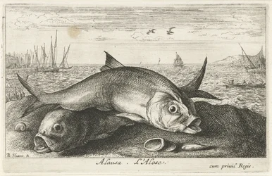 Deux aloses sur la plage (Poissons de mer)