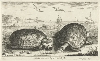 Deux tortues sur la plage