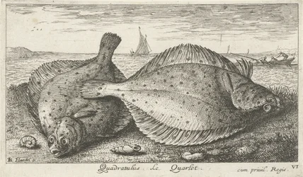 Deux plies sur la plage (Quadratulus. Le Quarlet.) (Vissen en andere zeedieren - zoutwater derde reeks, Poissons de mer)