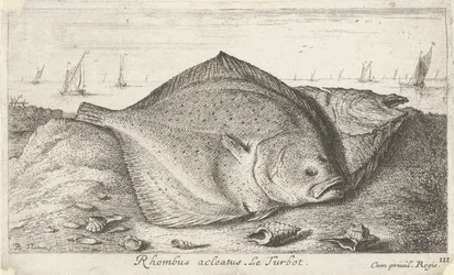 Deux turbots sur la plage (Rhombus acleatus. Le Turbot.) (Vissen en andere zeedieren - zoutwater derde reeks, Poissons de mer)