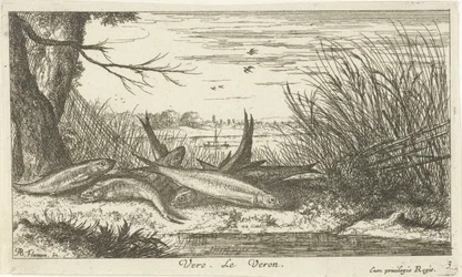 Poissons sur une rive de rivière