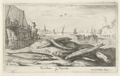 Six éperlans sur la plage (Eperlanus. L
