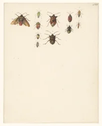 Feuille d