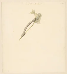 Feuille d