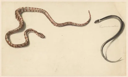 Deux serpents tropicaux