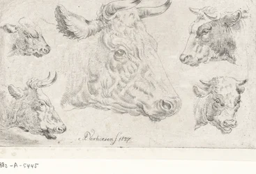 Cinq têtes de vaches