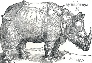 Un rhinocéros