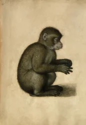 Singe