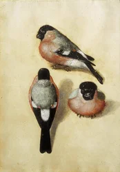 Oiseau en trois positions, 1520