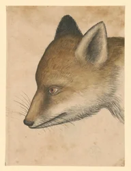 Tête de renard, tournée vers la gauche