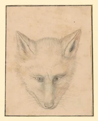 Tête de renard, vue de face
