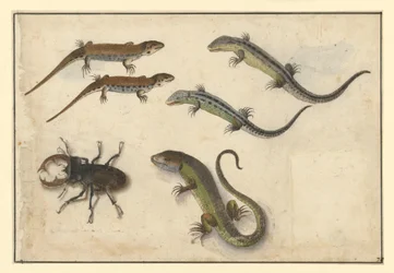Cinq lézards et (à gauche) un lucane cerf-volant