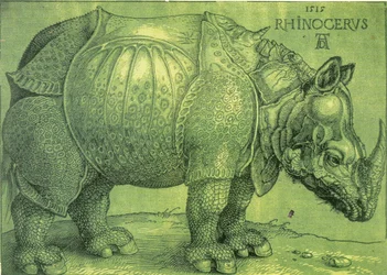 Latin :  Rhinocerus Le Rhinocéros