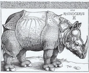 Latin :  Rhinocerus Le Rhinocéros