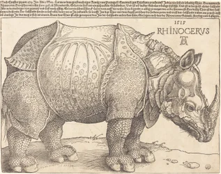 Latin :  Rhinocerus Le Rhinocéros