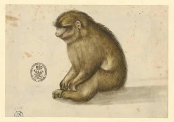 Singe assis