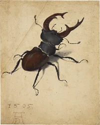 Scarabée