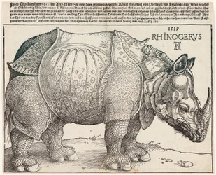 Le rhinocéros